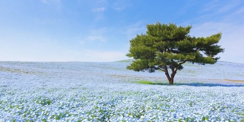 Air China Ibaraki Office in Japan